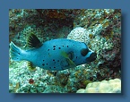 45 Boxfish